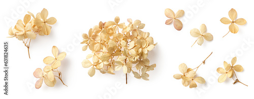set / collection of delicate dry hydrangea flowers isolated over a transparent background, feminine natural autumn, garden, boho or wedding scene design elements, top view / flat lay, PNG