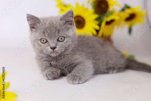 Wallpaper Mural Cute kitten play with sunflowers. British shorthair cat isolated on white background Torontodigital.ca