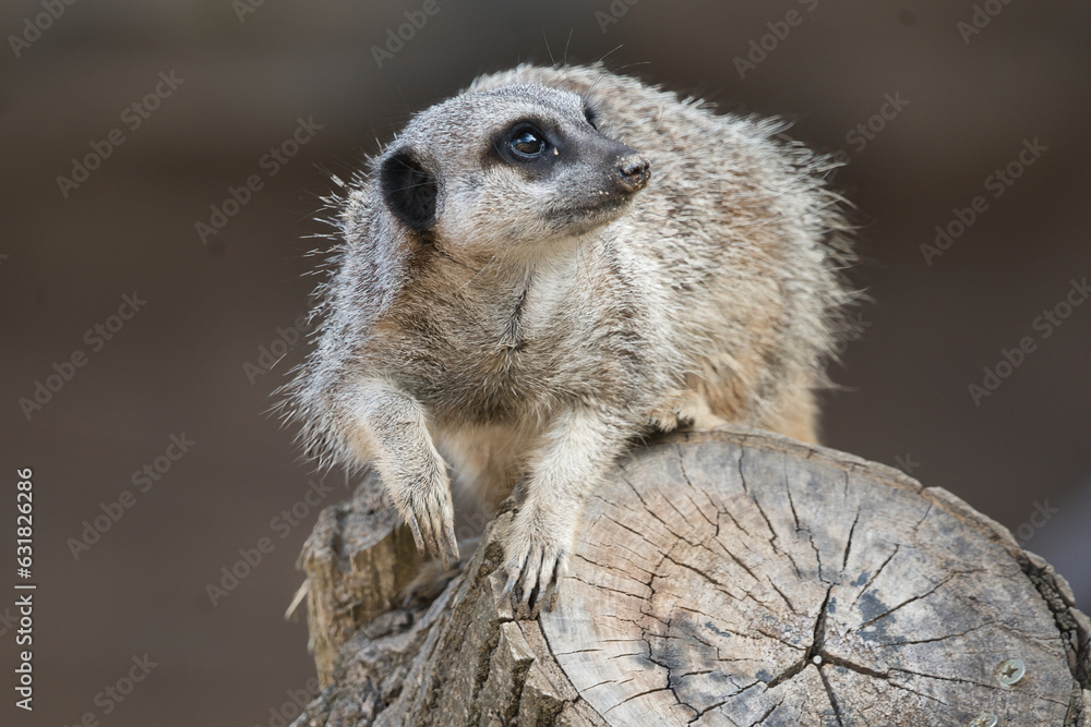 Fototapeta premium Meerkat gazes in to the distance while perched on a log