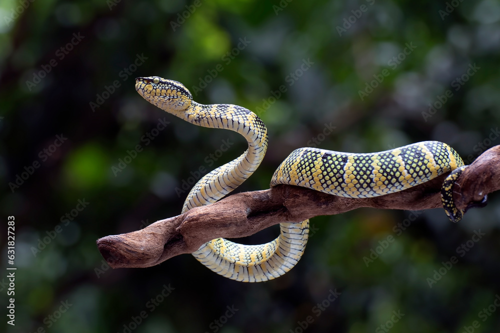 Naklejka premium Wagler pit viper on a tree branch