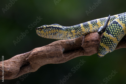 Wagler pit viper on a tree branch