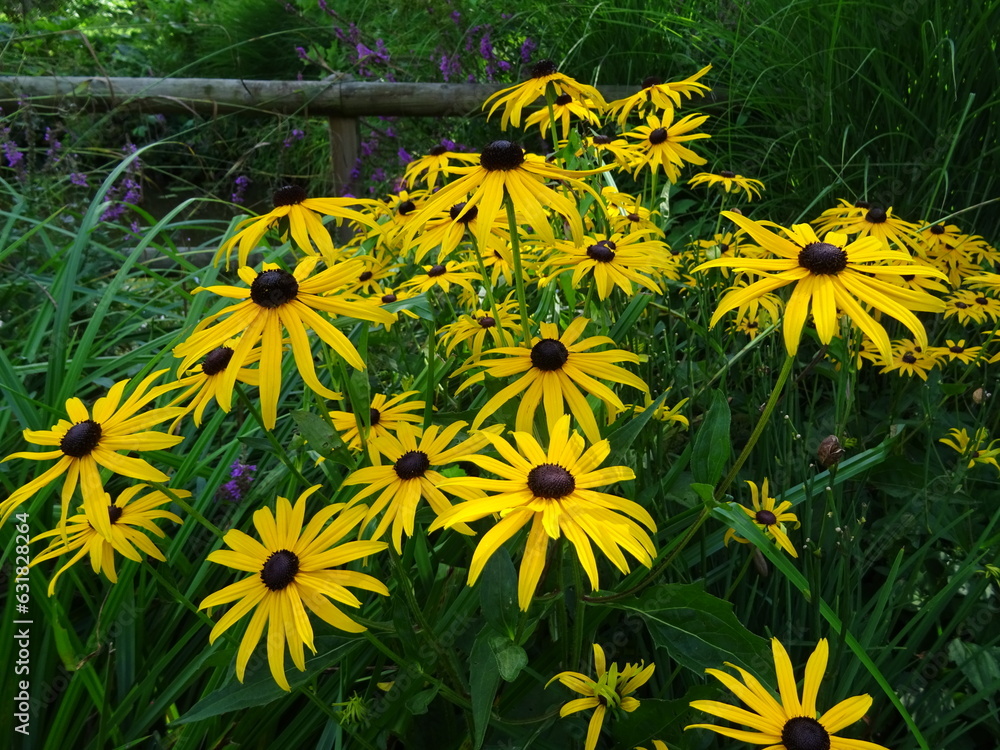 Fotografie Sonnenhut, Rudbeckia