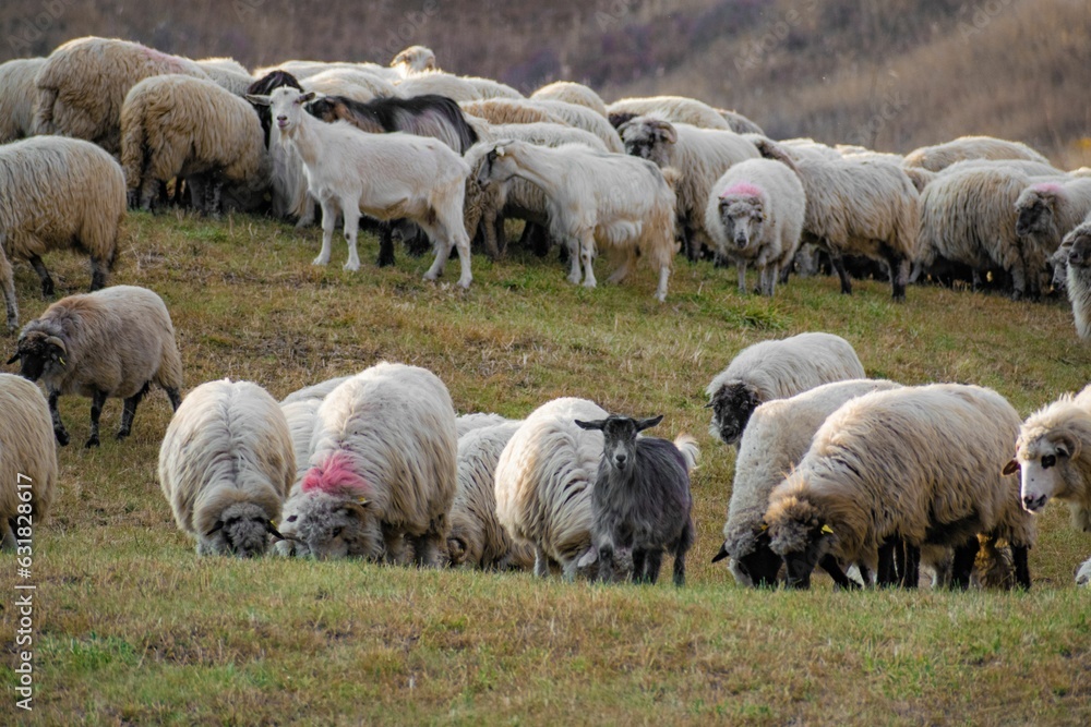 Closeup of a flock of sheep in a meadow
