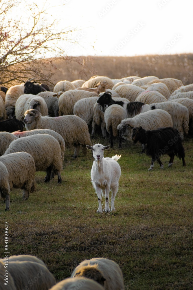 Vertical closeup of a flock of sheep in a meadow