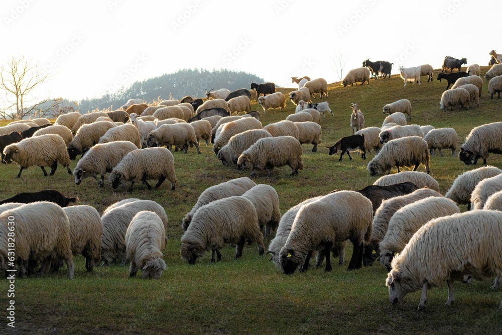 Fototapeta premium Closeup of a flock of sheep in a meadow