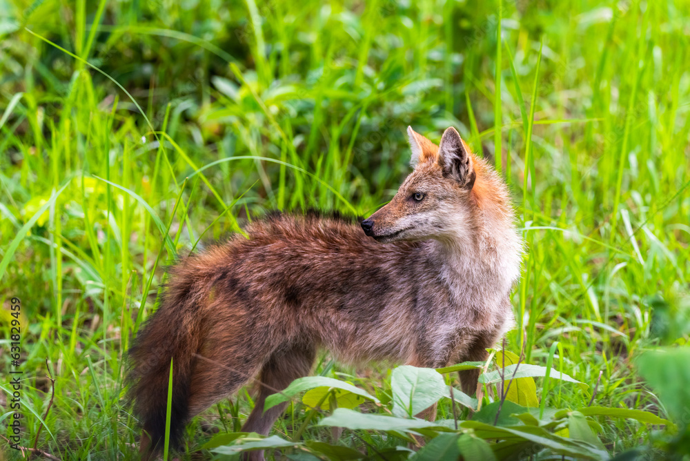 Fototapeta premium wildlife photo of Canis aureus indicus, Thai jackal, predator from canis family, standing on sandy road against green forest background. Side view. Traveling Thailand, Huai Kha Khaeng.