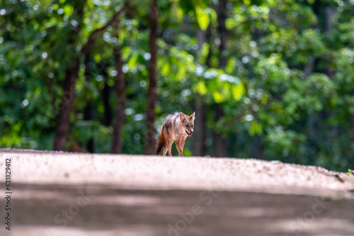 wildlife photo of Canis aureus indicus, Thai jackal, predator from canis family, standing on sandy road against green forest background. Side view. Traveling Thailand, Huai Kha Khaeng.