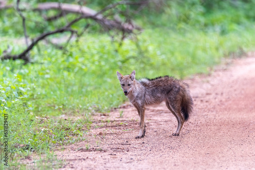 wildlife photo of Canis aureus indicus, Thai jackal, predator from canis family, standing on sandy road against green forest background. Side view. Traveling Thailand, Huai Kha Khaeng.