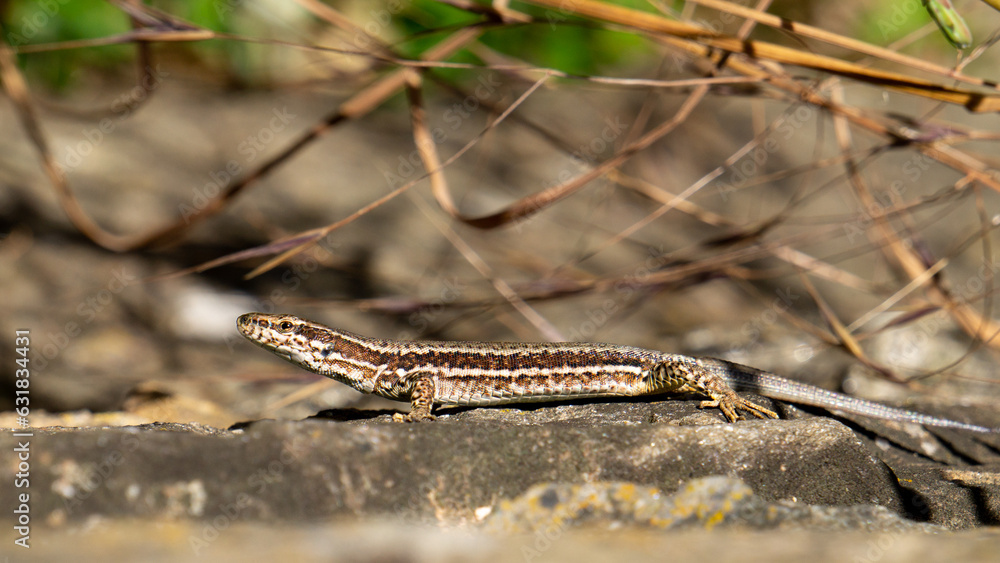 Obraz premium Common wall lizard (Podarcis muralis) closeup