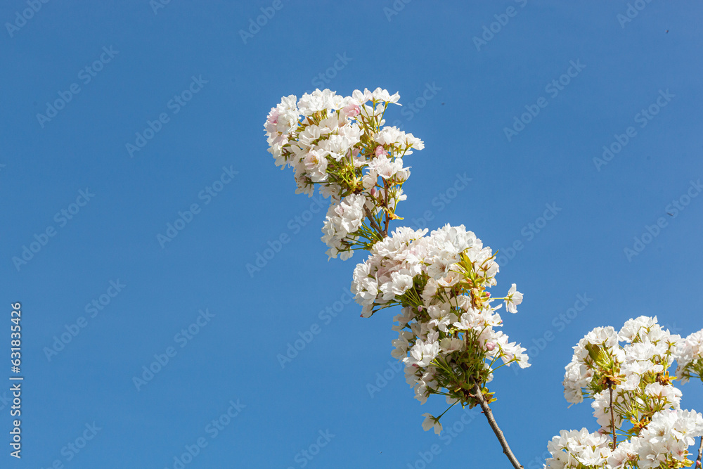 sakura blossom, sakura branches against the blue sky close-up sakura blossom, sakura branches against the blue sky close-up