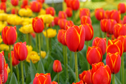 tulip bloom  beautiful field of tulips