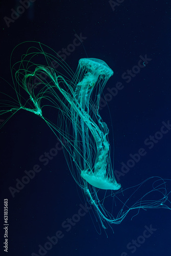 underwater shot of beautiful Chrysaora quinquecirha