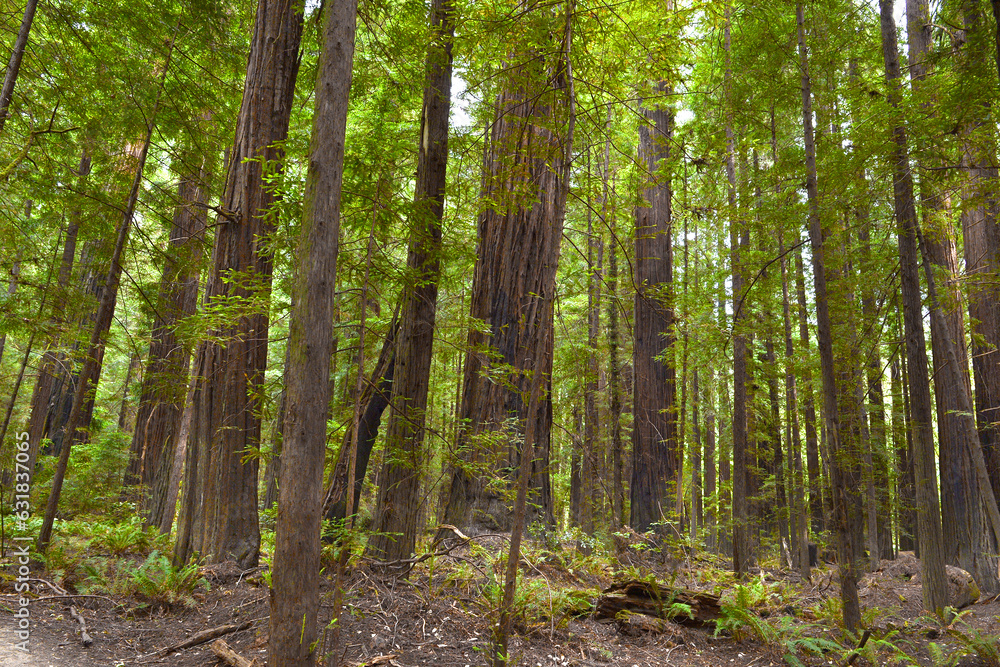 Redwood National and State Parks are strings of protected forests, in California, Redwoods State Park has trails through dense old-growth woods. The trees are almost 400 feet high having wide trunks, 
