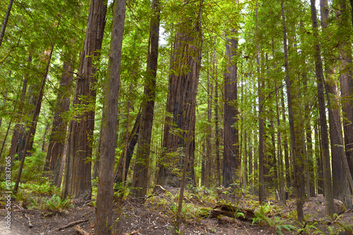 Redwood National and State Parks are strings of protected forests  in California  Redwoods State Park has trails through dense old-growth woods. The trees are almost 400 feet high having wide trunks  