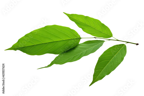 Realistic Green leaves isolated on white transparent png background, cutout, clipart. 3d render illustration style.