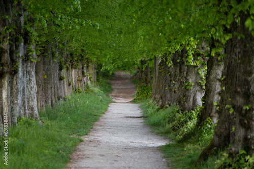 Tree alley