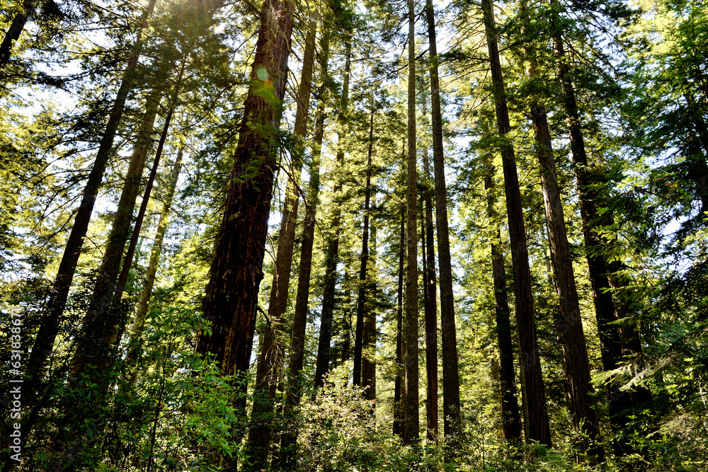 Redwood National and State Parks are strings of protected forests, in California, Redwoods State Park has trails through dense old-growth woods. The trees are almost 400 feet high having wide trunks, Redwood National and State Parks are strings of protected forests, in California, Redwoods State Park has trails through dense old-growth woods. The trees are almost 400 feet high having wide trunks,