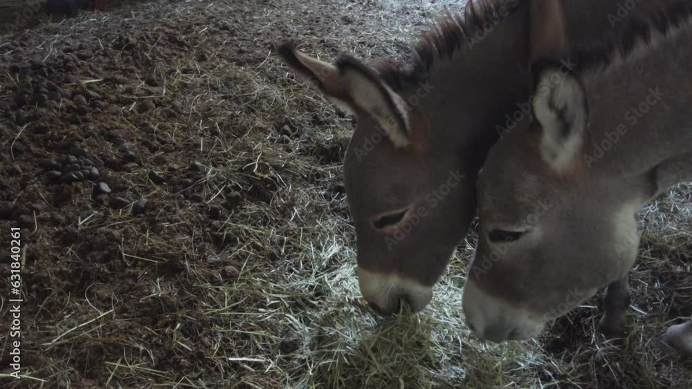 Two miniature donkeys eating hay. Stock Video Adobe Stock