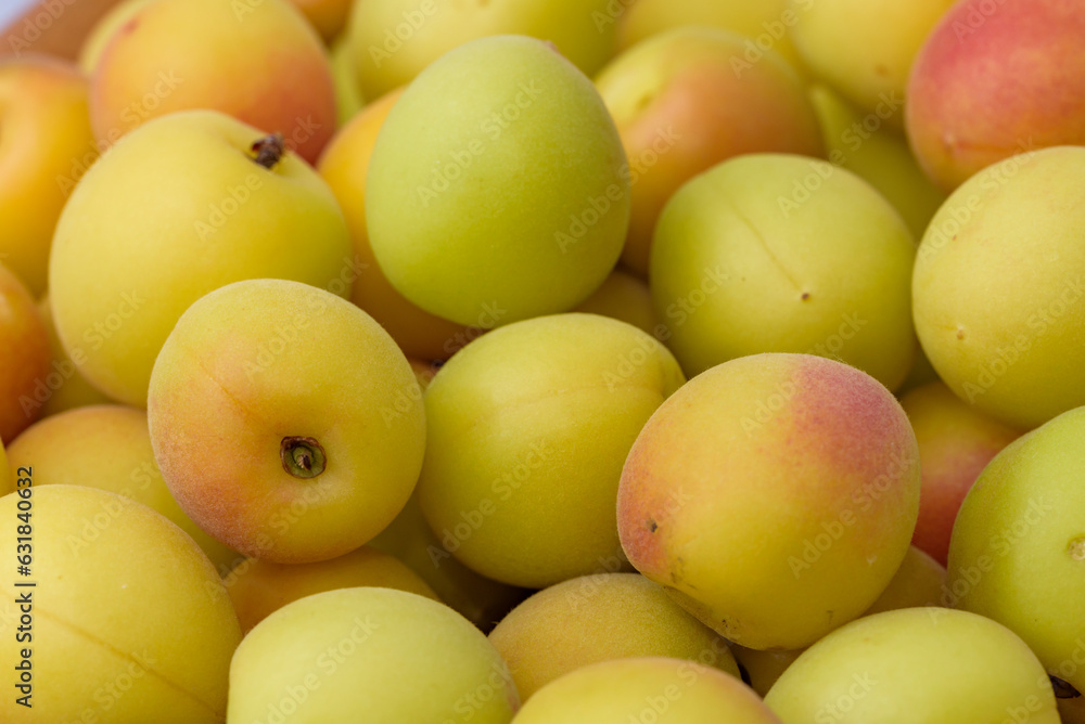 Yellow ripe small ume fruits (after harvest) Yellow ripe small ume fruits (after harvest)