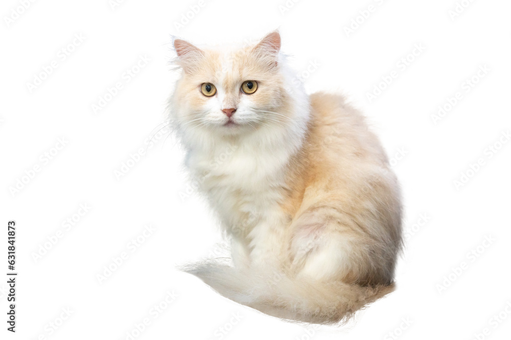Persian cat light brown and white, isolate on transparent background PNG file