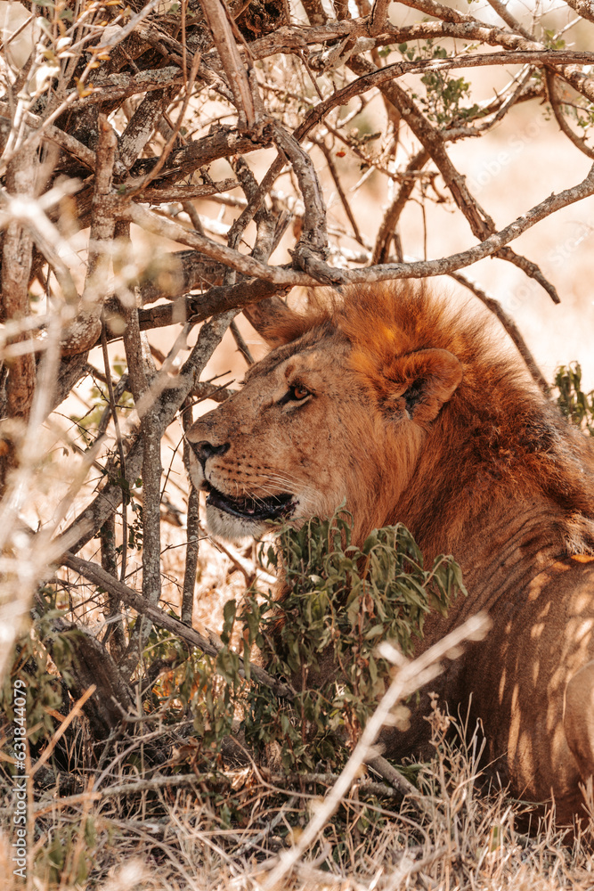 Naklejka premium Male lion relaxing under a tree in the shade, on a safari, Ol Pejeta Conservancy, Kenya, Africa. 