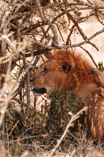 Male lion relaxing under a tree in the shade, on a safari, Ol Pejeta Conservancy, Kenya, Africa. 