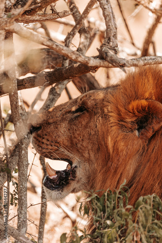 Male lion relaxing under a tree in the shade, on a safari, Ol Pejeta Conservancy, Kenya, Africa. 