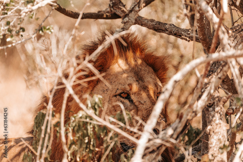 Male lion relaxing under a tree in the shade, on a safari, Ol Pejeta Conservancy, Kenya, Africa. 