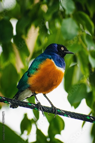 Beautiful shot of a superb starling on a tree