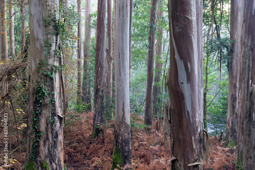 Souto da Retorta eucalyptus forest with very large trees in Lugo province, Galicia, Spain. photo