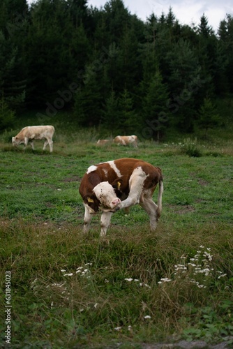 View of cows in greenery field