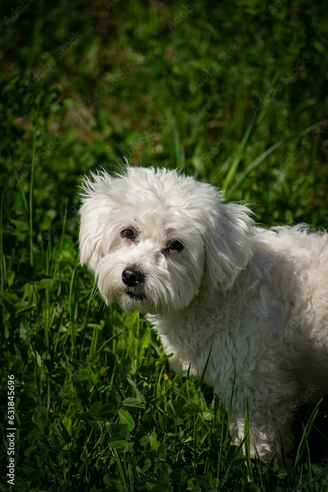 Vertical closeup of a cute Maltese dog in a field