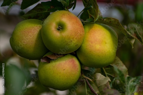 Closeup of green apples on the apple tree against blurred background