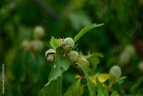 Closeup of growing hazelnuts