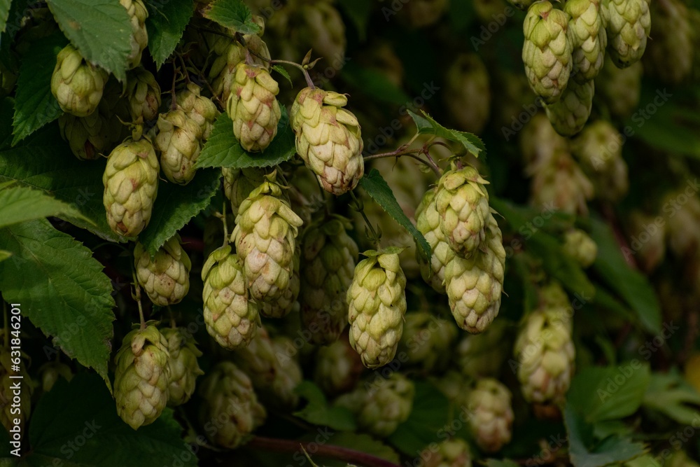 Fototapeta premium Cascade hop cones on the branches with green leaves