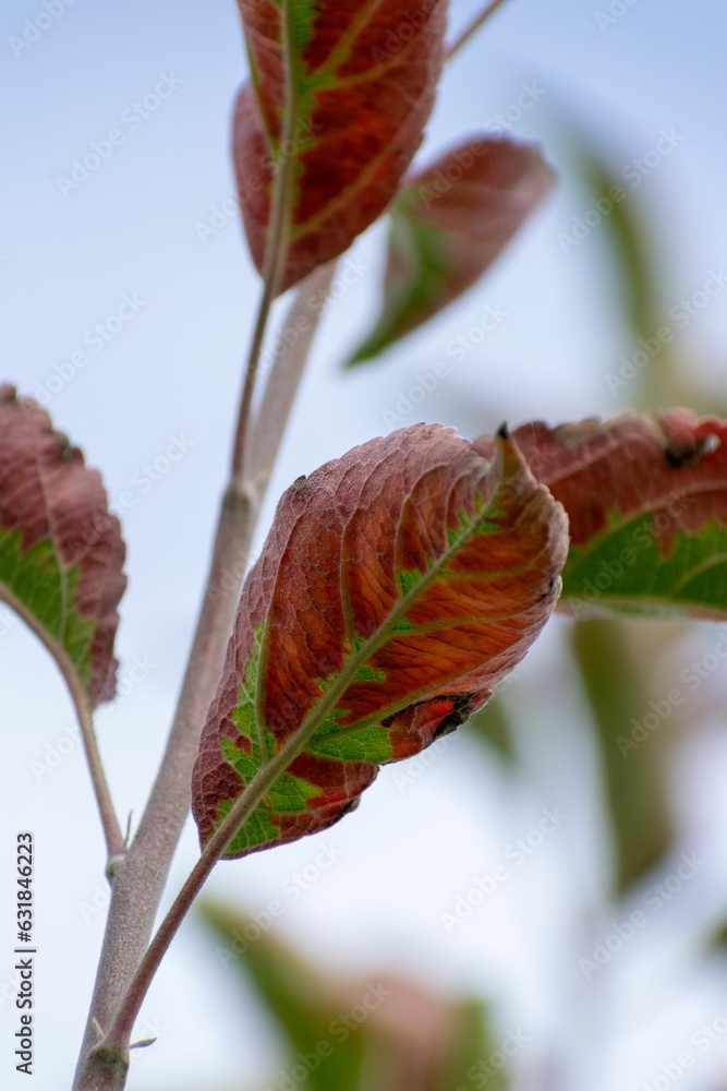 Vertical shot of the weathered leaves of a plant Vertical shot of the weathered leaves of a plant