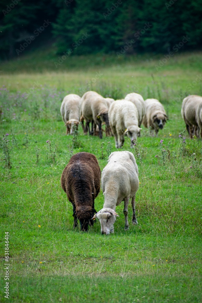 Herd of sheep grazing peacefully in a lush green field Herd of sheep grazing peacefully in a lush green field