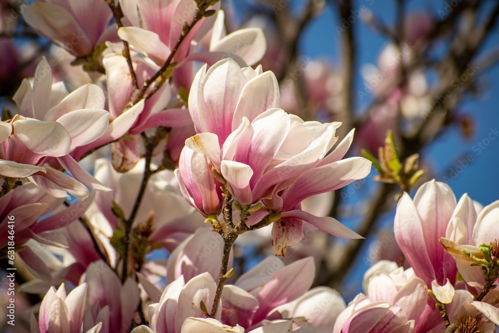 Obraz premium Closeup of the pink Magnolia against a clear blue sky