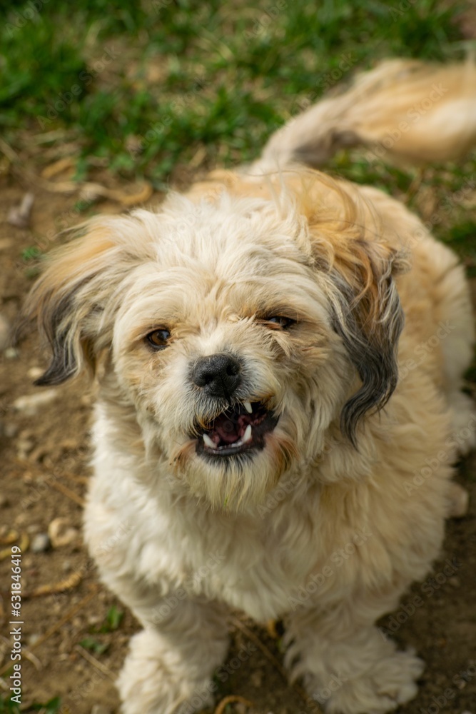 Portrait of a brown and white fluffy Maltipoo dog Portrait of a brown and white fluffy Maltipoo dog