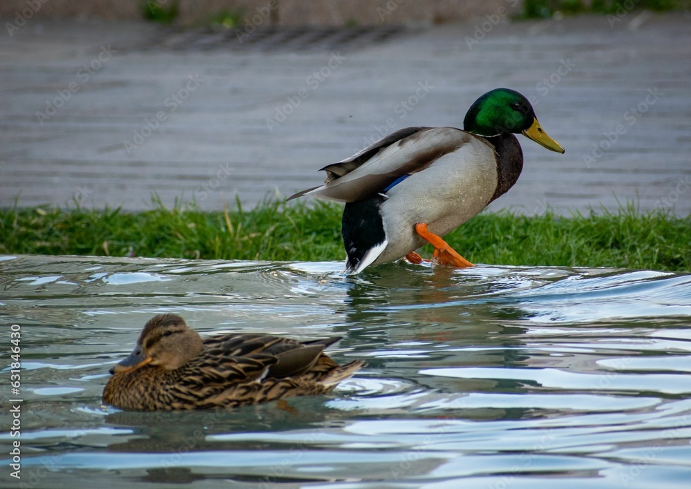 Two mallard ducks perched on a patch of grass near the edge of a body of water Two mallard ducks perched on a patch of grass near the edge of a body of water