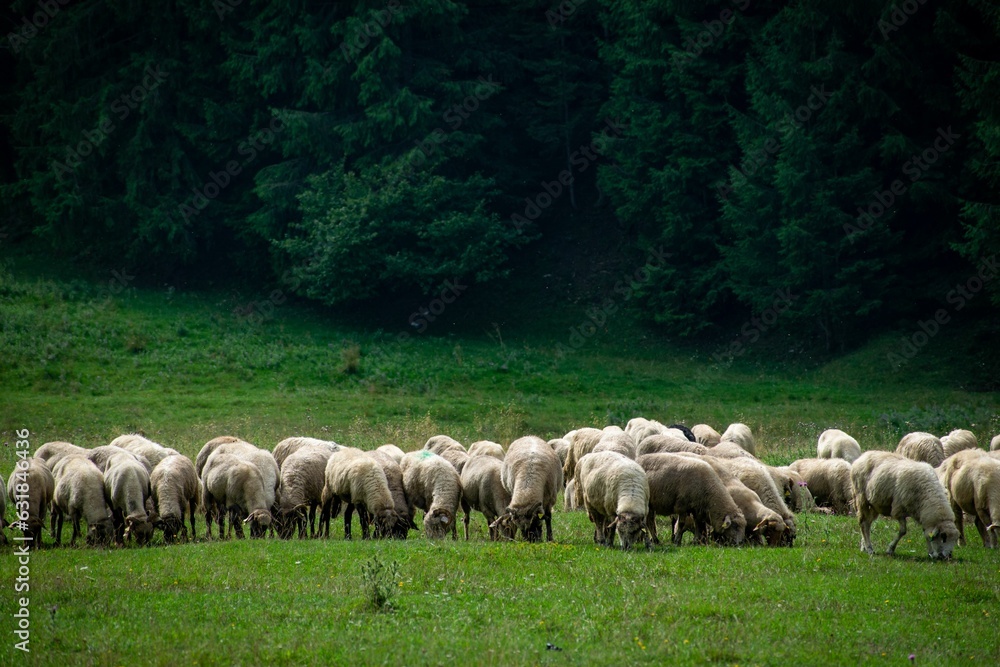 Herd of sheep standing next to each other on a lush green hillside Herd of sheep standing next to each other on a lush green hillside