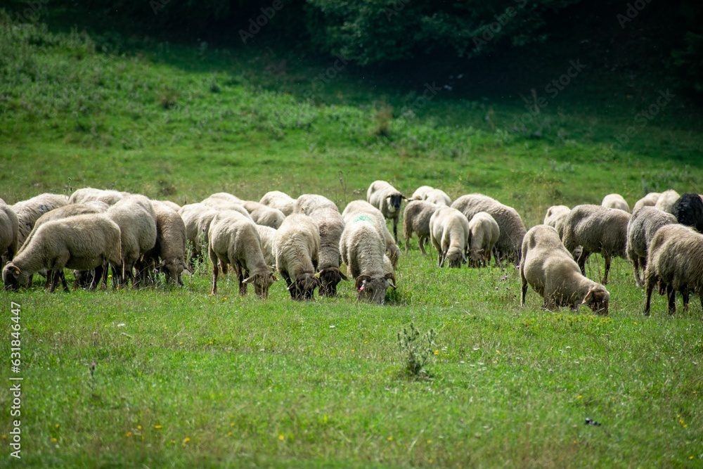 Herd of sheep grazing the lush green grass Herd of sheep grazing the lush green grass