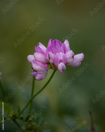 Hare clover (Vyazel, Securigera varia, Coronilla varia)  on a lush green background