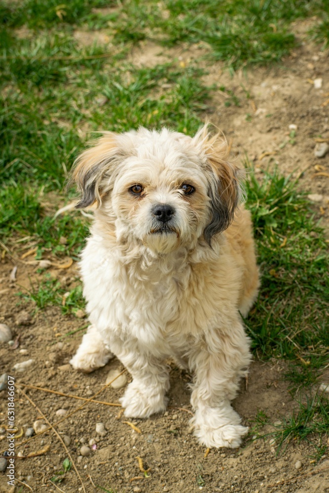 Portrait of a brown and white fluffy Maltipoo dog