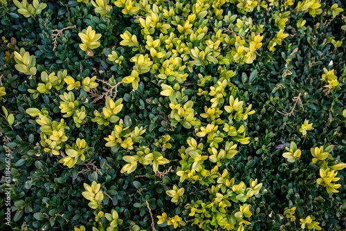 Top down view of a vibrant yellow and green bush