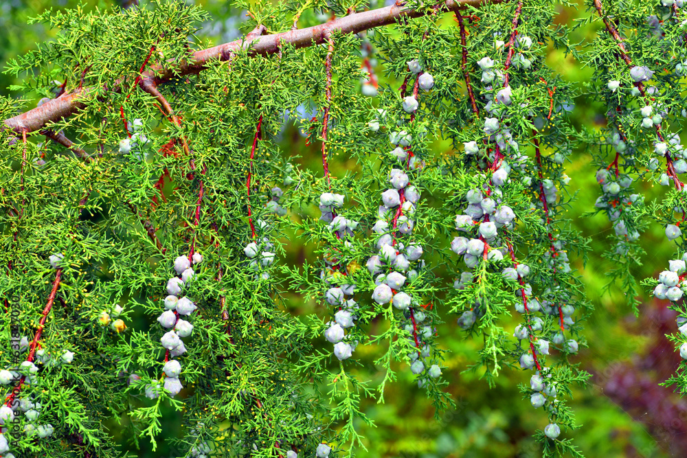Fototapeta premium Fruits and leaves of a Himalayan cypress (Cupressus torulosa)