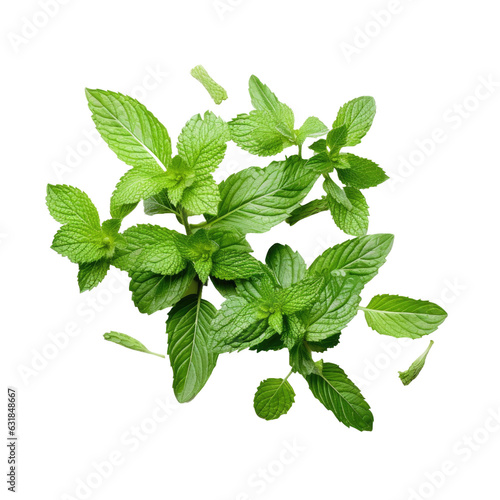 Fresh mint leaves arranged in a collage style on a transparent backround.