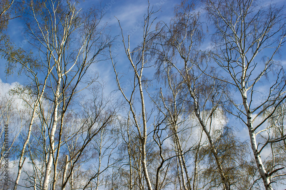 The birch trees, trees in front of spring sky and clouds.
