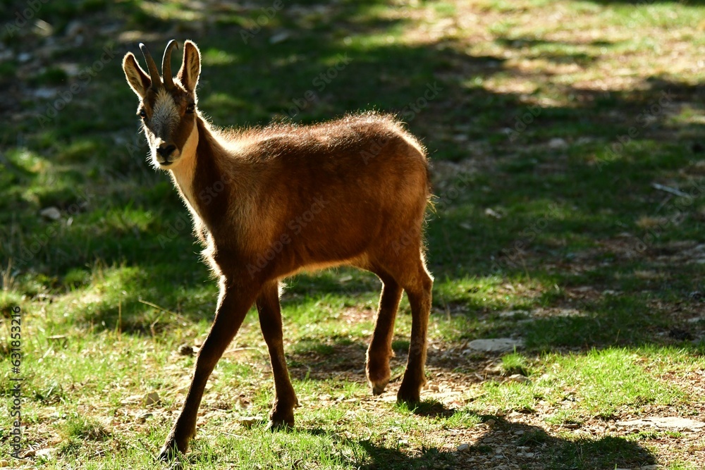 Roe deer in the wilderness, among trees in a wild landscape in the Catalonia region of Spain Roe deer in the wilderness, among trees in a wild landscape in the Catalonia region of Spain