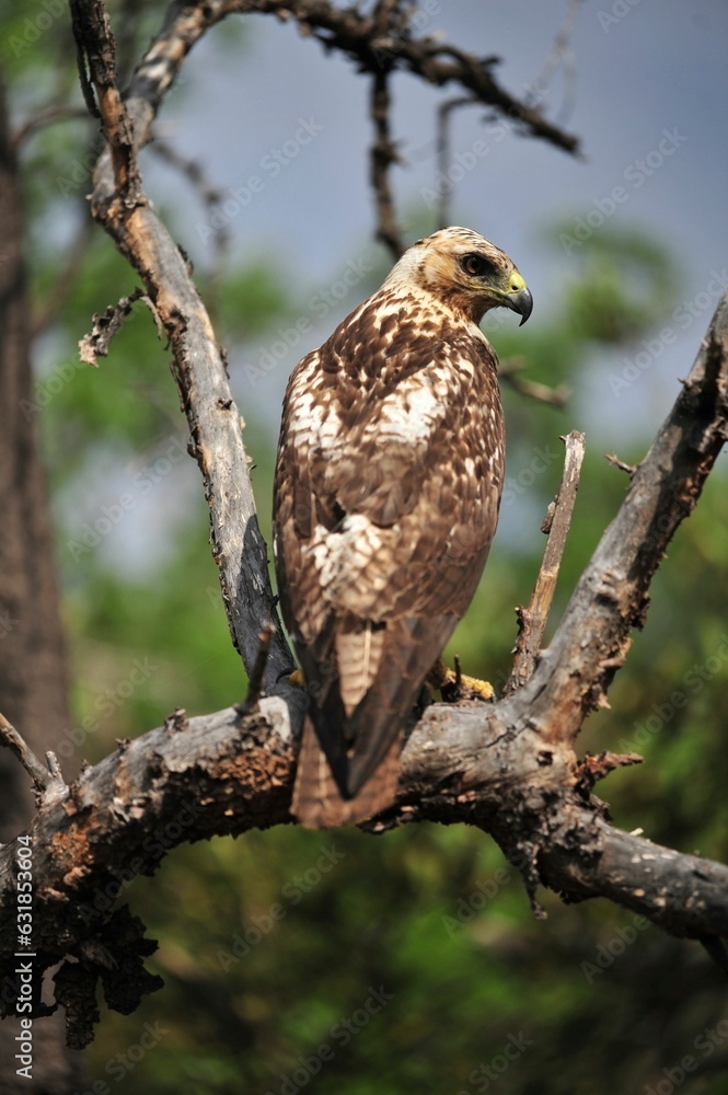 photography of an eagle on tree photography of an eagle on tree